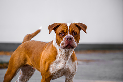 Bonnie Website 1